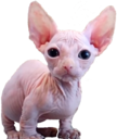 bingletsitting emote for Discord