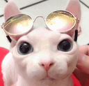 bingusdrip emote for Discord