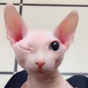 binguswinkus emote for Discord