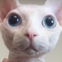 BingusStare2 emote for Discord