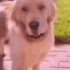 uncomfortable_dog emote for Discord