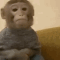 waiting_monkey emote for Discord