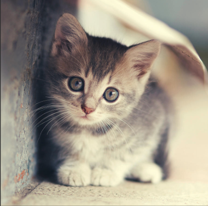 Cute_Cat emote for Discord