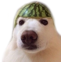 dog_dua emote for Discord