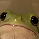 Frog_stare emote for Discord