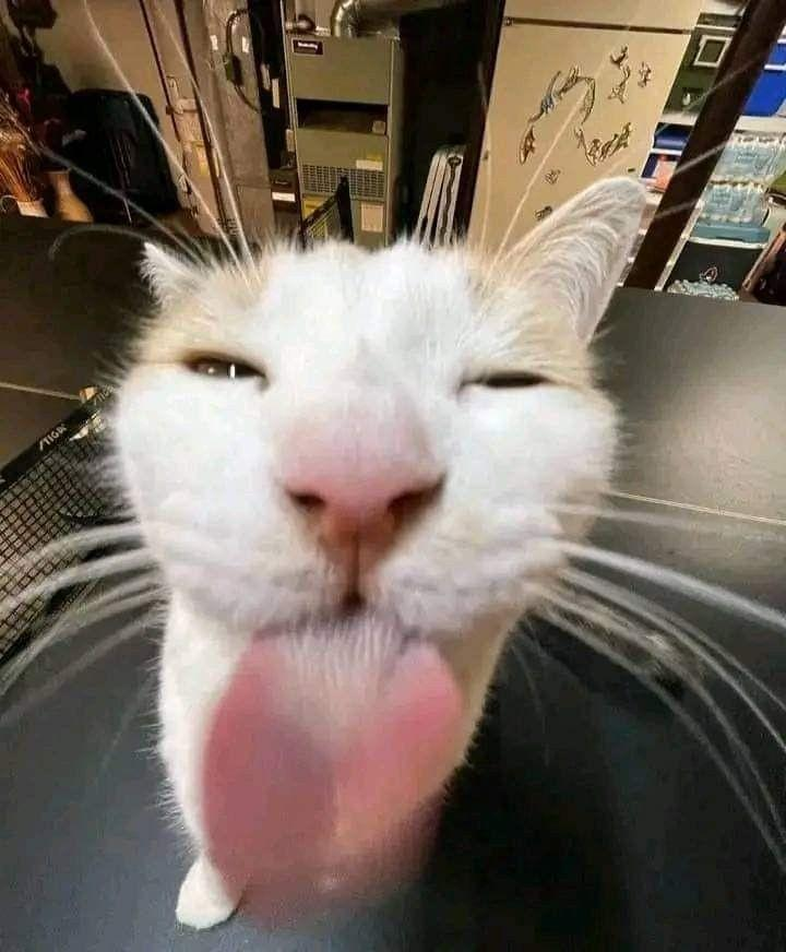 Gato emote for Discord