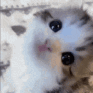 kitty_lookup emote for Discord