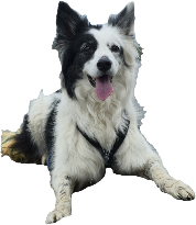 Maddie emote for Discord