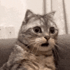 cat_wtf emote for Discord