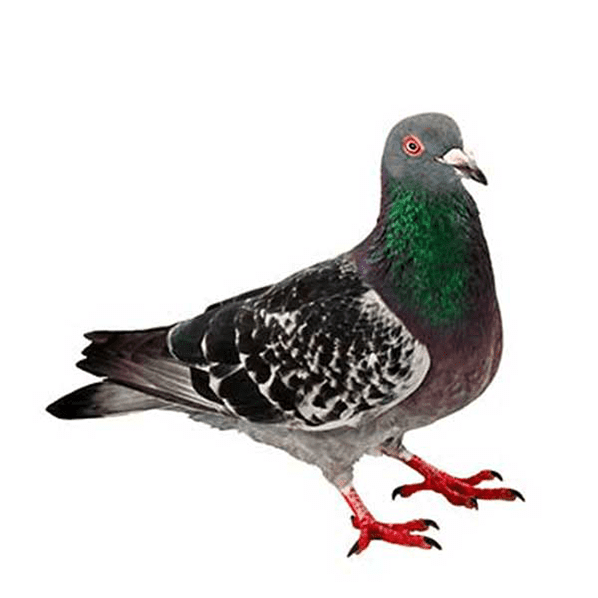 pigeon emote for Discord