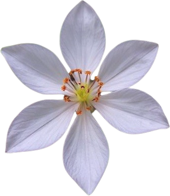 Flower emote for Discord
