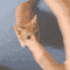 CatHug emote for Discord