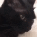 KittyBlep emote for Discord