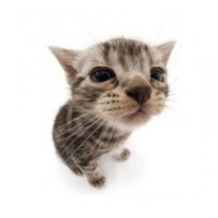 Kitty emote for Discord