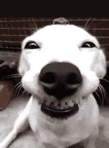 goodboy emote for Discord