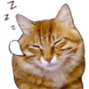 gatozzz emote for Discord