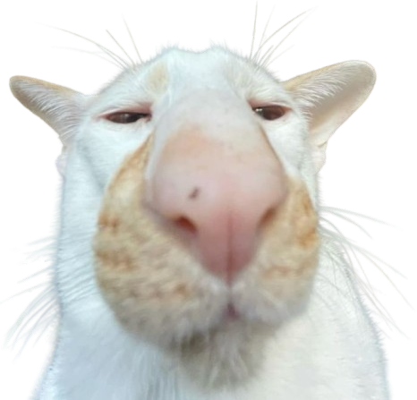 cat emote for Discord