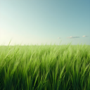 grass_field emote for Discord