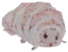 Grub emote for Discord