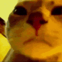 cat_party emote for Discord