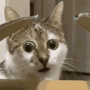 cat_wtf emote for Discord
