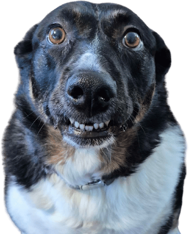 teefies emote for Discord