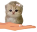kitten emote for Discord