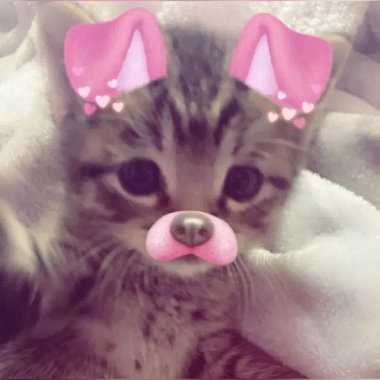 kawaiCat emote for Discord