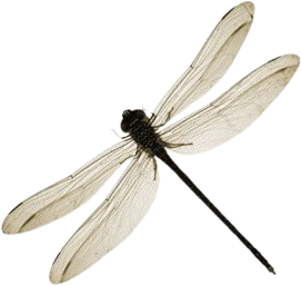 dragonfly emote for Discord