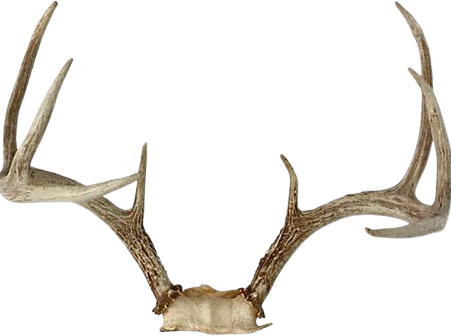 antlers emote for Discord
