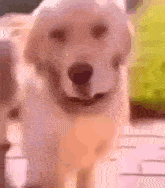 Dogavoidingtouch emote for Discord