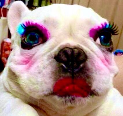 doggydiva emote for Discord