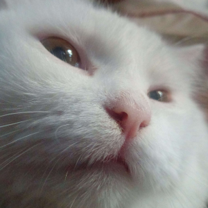 Koki emote for Discord