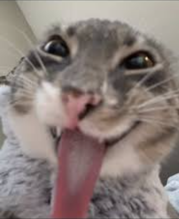 anotherfreaky_cat emote for Discord