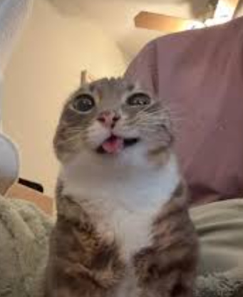 highcatto emote for Discord