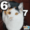 67Cat emote for Discord