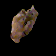 happycat emote for Discord
