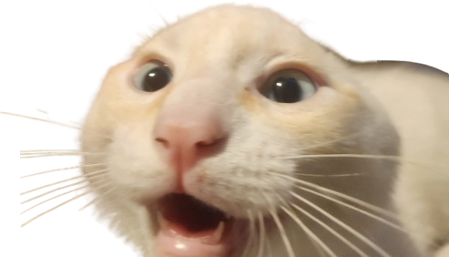 cat emote for Discord