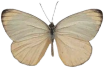 vintagebutterfly emote for Discord
