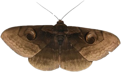 darkbrownmoth emote for Discord