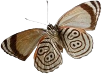 brownmoth emote for Discord