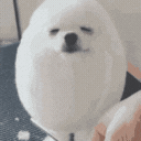 eggdog emote for Discord