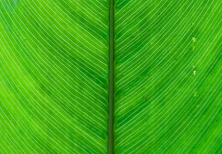 Leaf emote for Discord