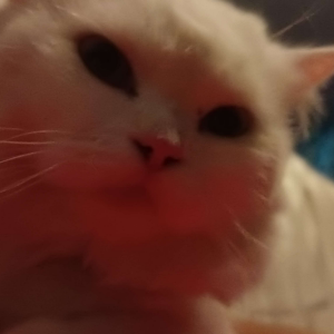 Yukistare2 emote for Discord