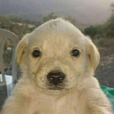 Perrito emote for Discord