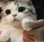 CatPaws emote for Discord