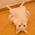 CatBelly emote for Discord