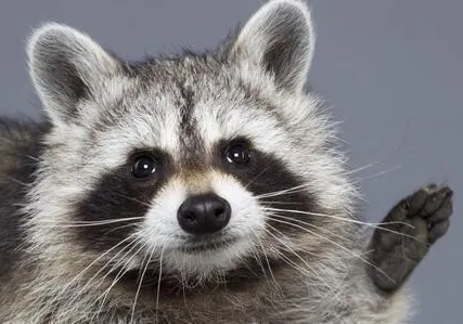 Raccoon emote for Discord