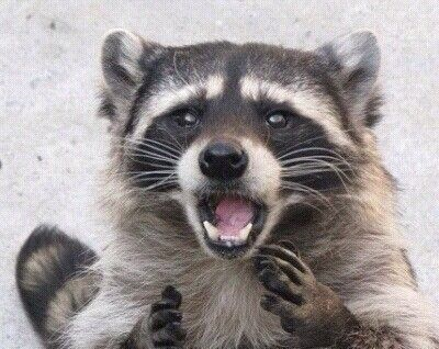 sad_Raccoon emote for Discord