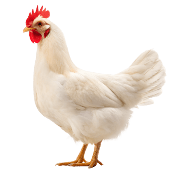 Pollo static emote